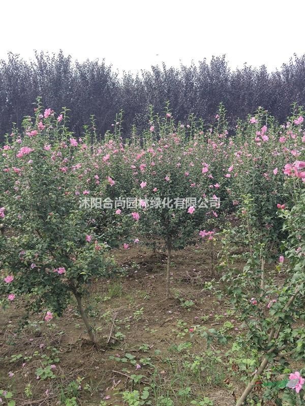 沭陽(yáng)叢生木槿基地  正宗重瓣 叢生木槿 叢生木槿價(jià)格表圖片