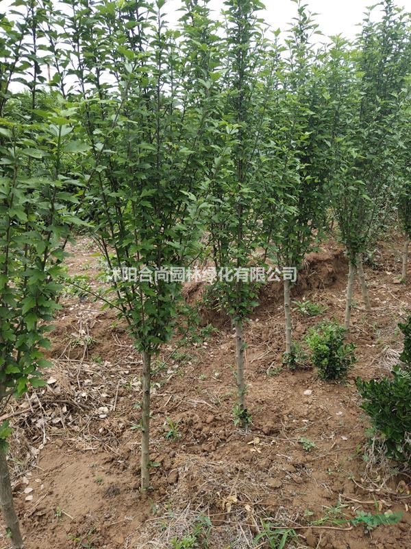 沭陽(yáng)叢生木槿基地  正宗重瓣 叢生木槿 叢生木槿價(jià)格表圖片