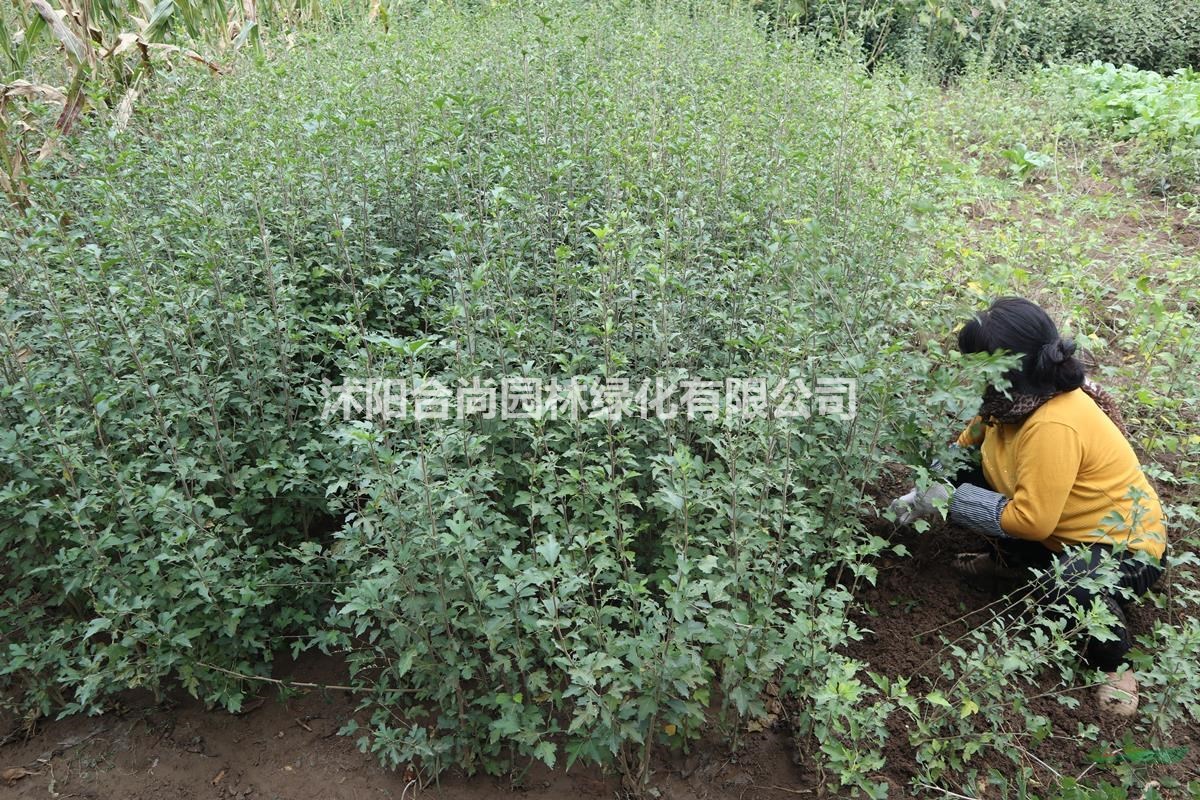 沭陽(yáng)叢生木槿基地  正宗重瓣 叢生木槿 叢生木槿價(jià)格表圖片