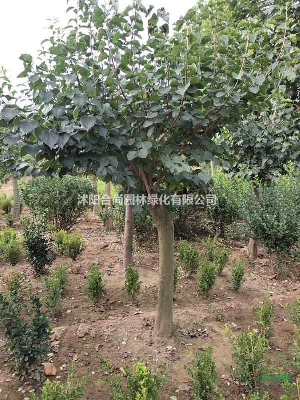 沭陽紫丁香基地 銷售丁香小苗 叢生丁香 獨桿丁香價格表圖片