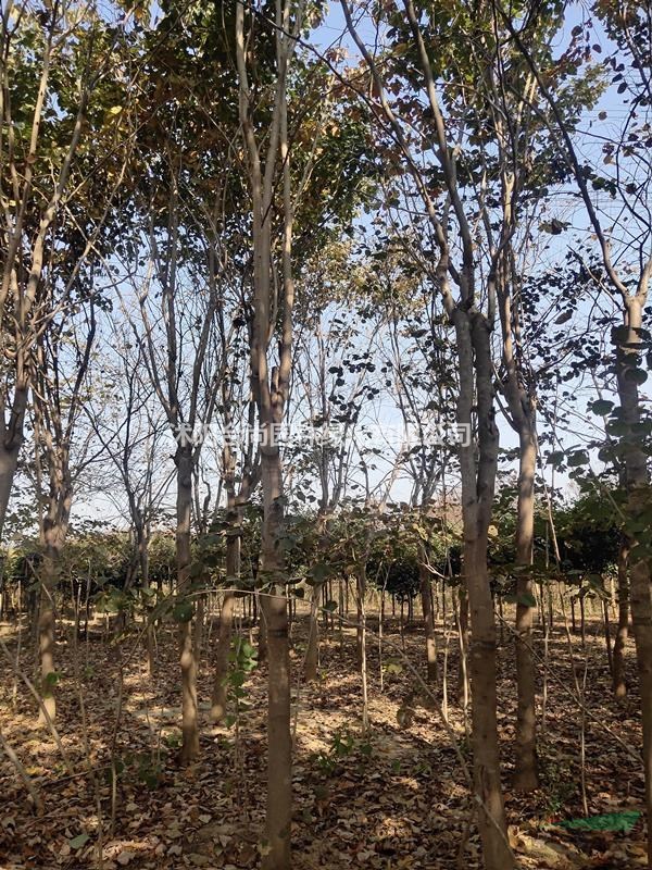 沭阳紫荆基地 独杆紫荆价格 丛生紫荆图片 巨紫荆多大规格得