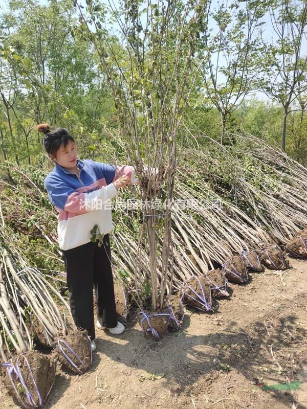 沭阳紫荆基地 独杆紫荆价格 丛生紫荆图片 巨紫荆多大规格得