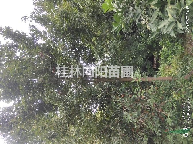 青楓