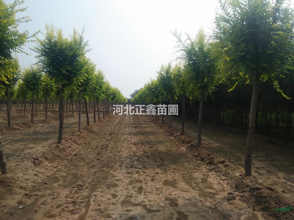 7公分金葉榆圖片 7公分金葉榆出售