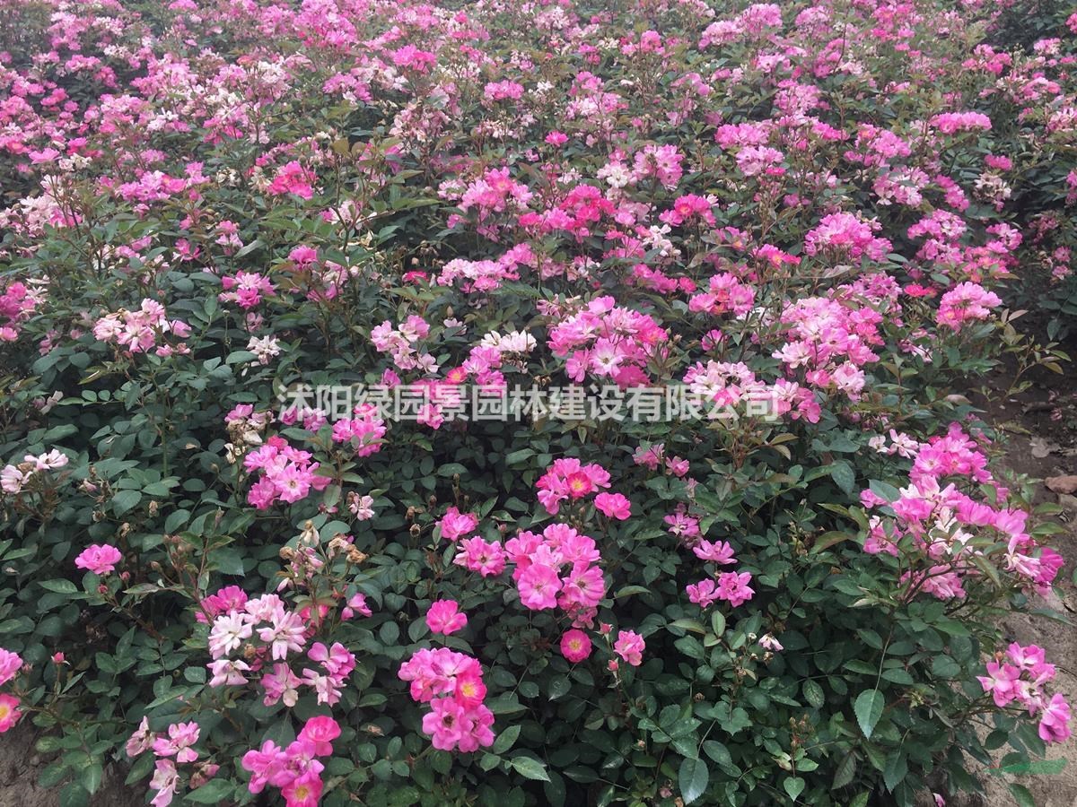 沭陽綠園景園林苗木基地供應(yīng)豐花月季/圖片/產(chǎn)地直銷/批發(fā)價格