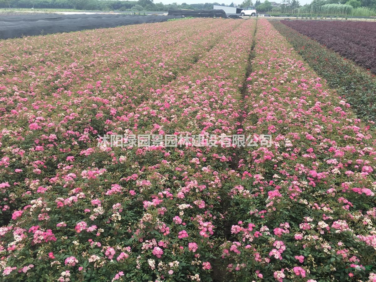 沭陽綠園景園林苗木基地供應(yīng)豐花月季/圖片/產(chǎn)地直銷/批發(fā)價格