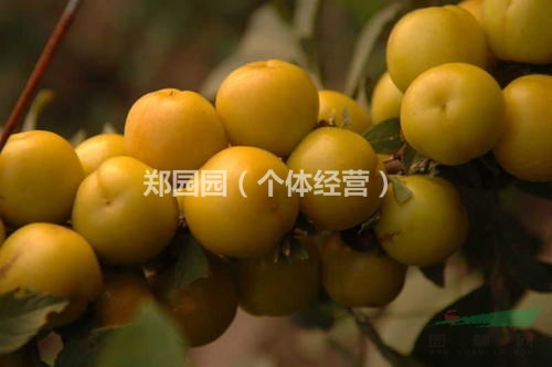 鈣果樹苗多少錢一顆、鈣果樹苗多少錢一顆、鈣果樹苗多少錢一顆