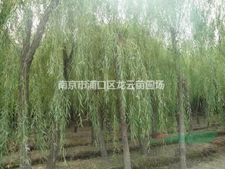 精品12公分廣玉蘭大量提供 廣玉蘭基地