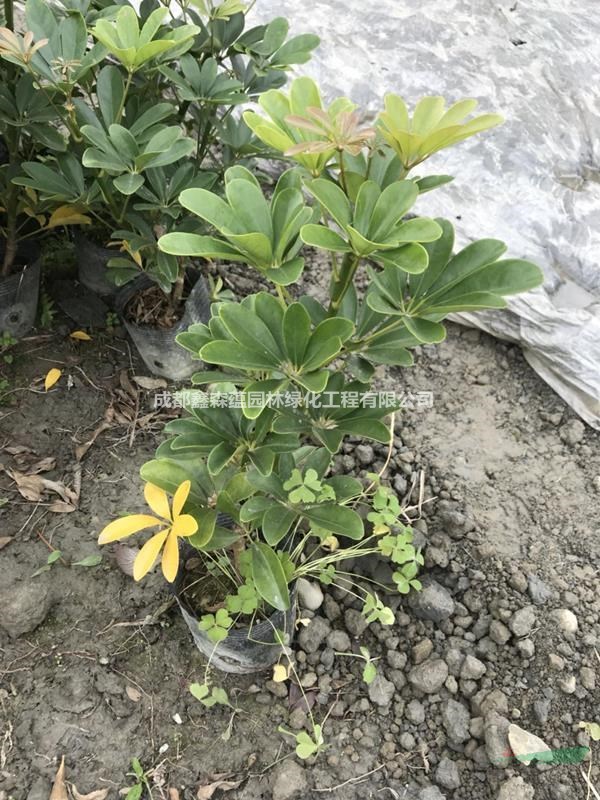 鴨腳木批發(fā)基地 鴨腳木基地 鴨腳木工程苗價(jià)格是多少