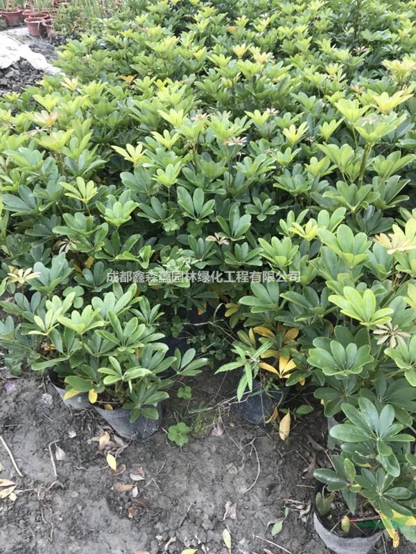 鴨腳木批發(fā)基地 鴨腳木基地 鴨腳木工程苗價(jià)格是多少