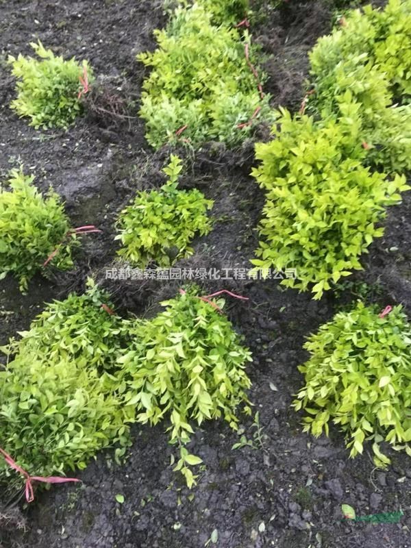 金葉女貞批發(fā)基地 金葉女貞基地 金葉女貞工程苗