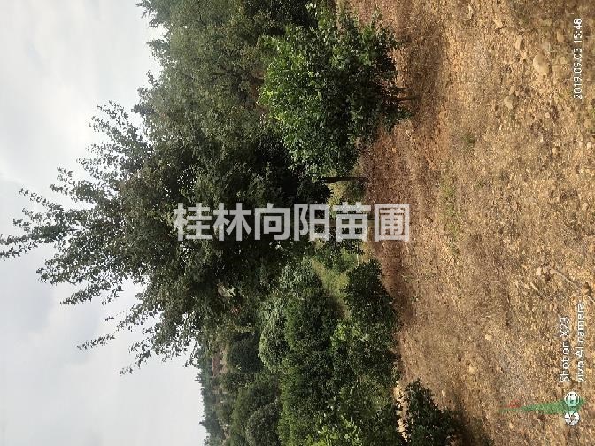 青楓