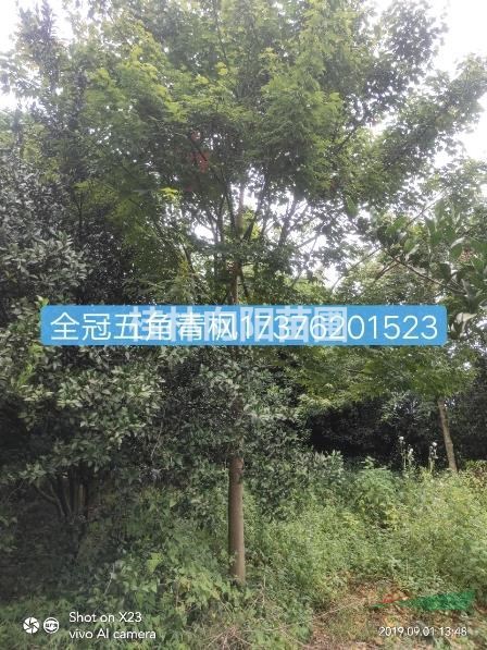 青楓