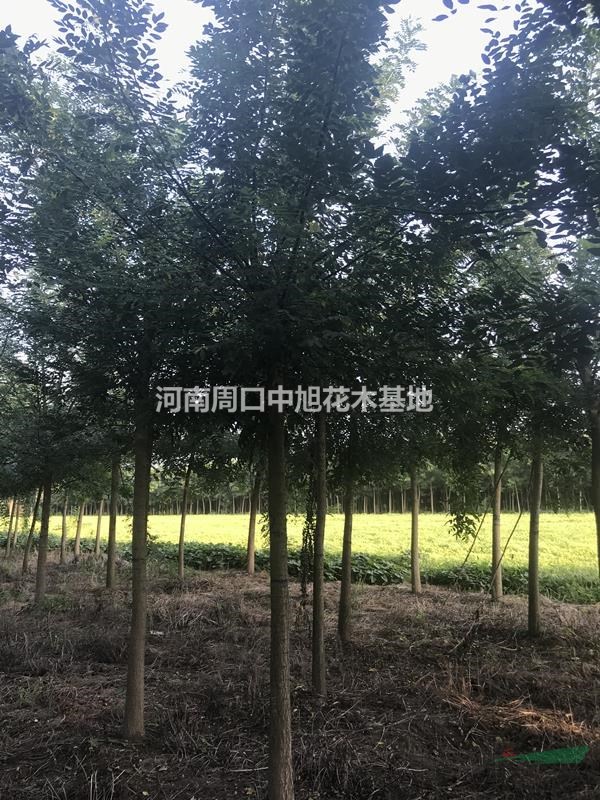 10公分國(guó)槐苗圃直供