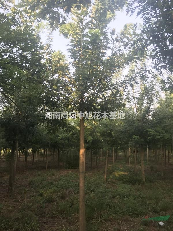 10公分國(guó)槐苗圃直供