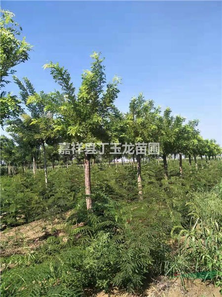 8公分金枝槐價格（高嫁）