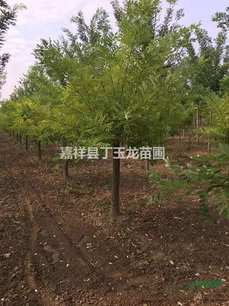 8公分金枝槐價格（高嫁）