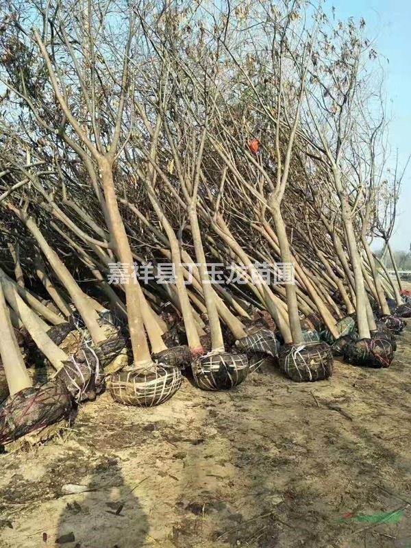 20公分的合歡樹哪里有賣的