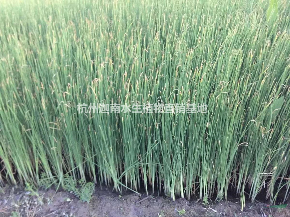 水生植物香蒲供應(yīng)