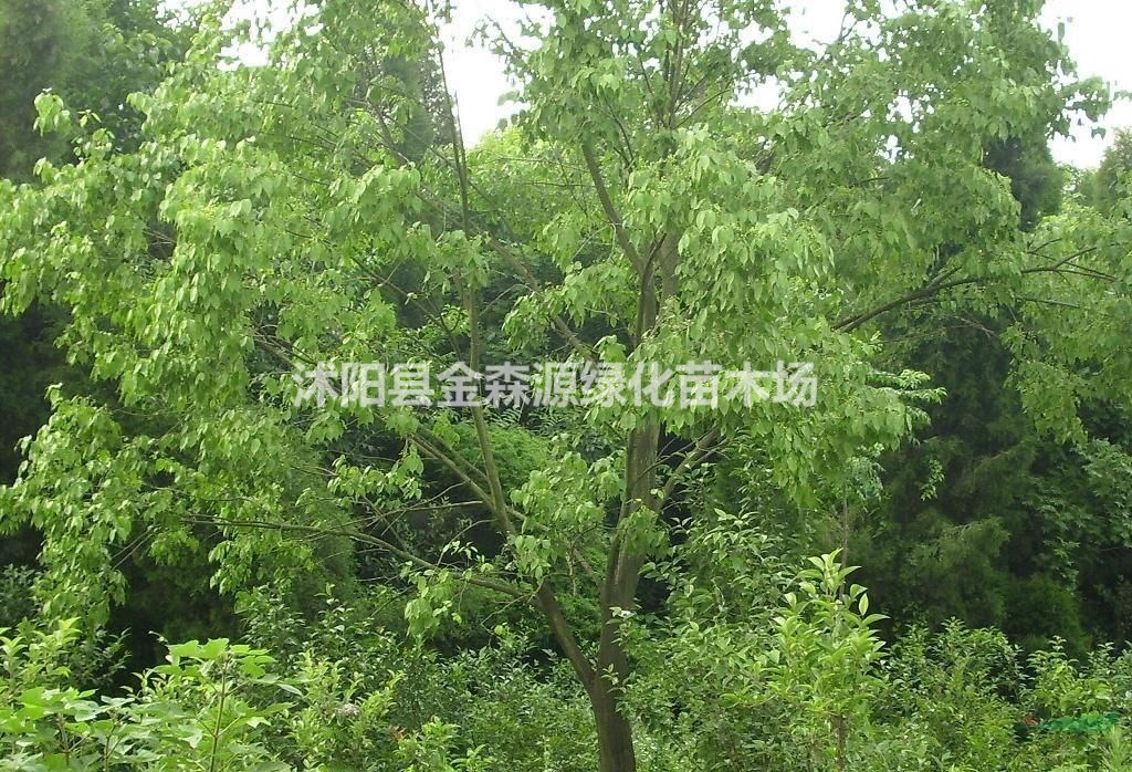 供應(yīng)絲棉木 絲棉木價(jià)格表 絲棉木圖片
