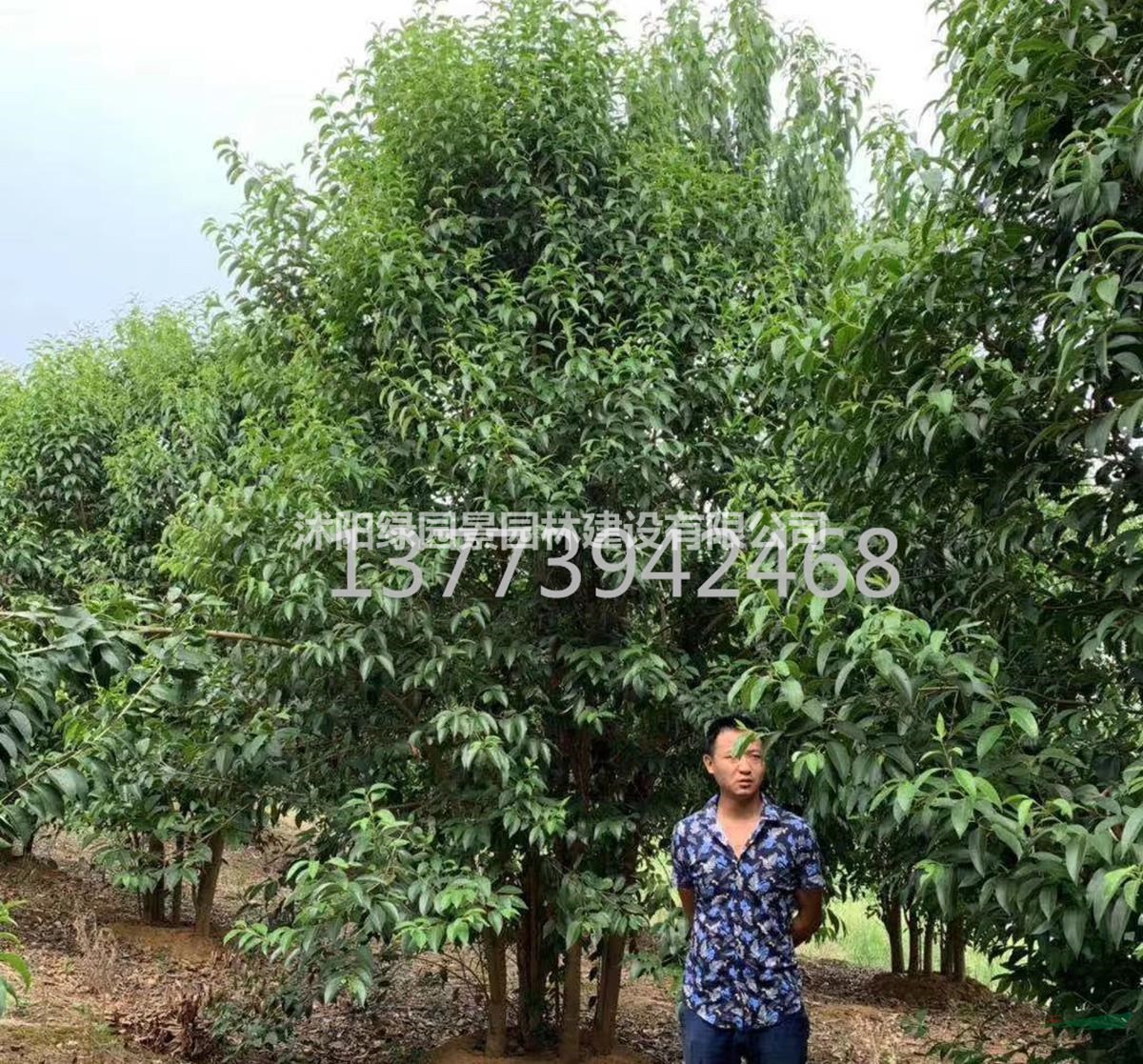 叢生大葉女哪里便宜/沭陽綠園景園林/基地直銷/產(chǎn)地價(jià)格/圖片