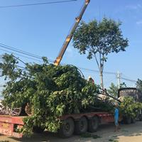 沭陽綠園景園林苗木基地供應(yīng)黃山欒樹/圖片/產(chǎn)地直銷/批發(fā)價格