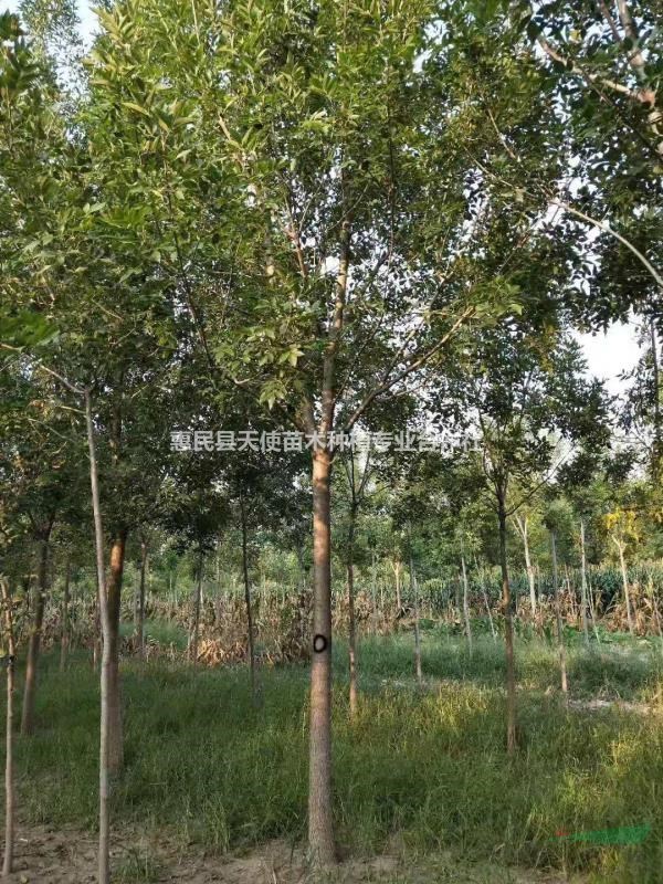 大量供應12公分速生白蠟價格優(yōu)惠