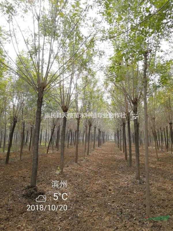 大量供應12公分速生白蠟價格優(yōu)惠