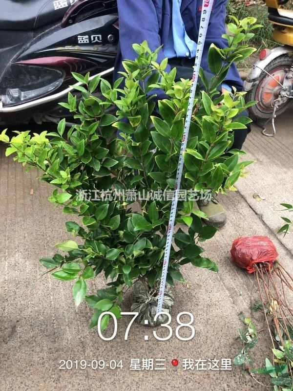 金森女貞