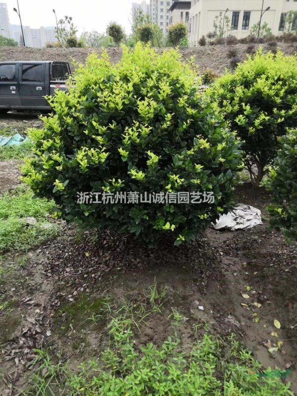 金森女貞