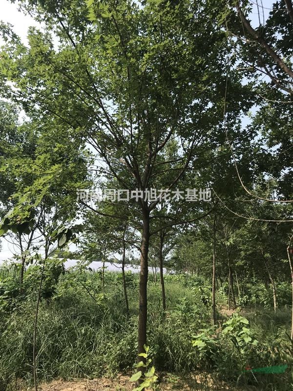 10公分五角楓  低價(jià)處理  周口五角楓基地