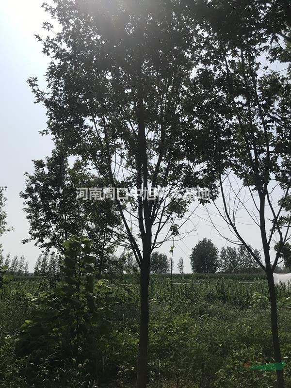 10公分五角楓  低價(jià)處理  周口五角楓基地