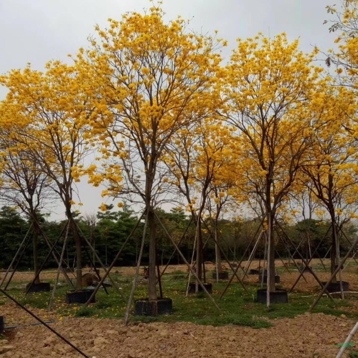 精品 黄花风铃木 20公分 假植苗 袋苗 数量100多棵