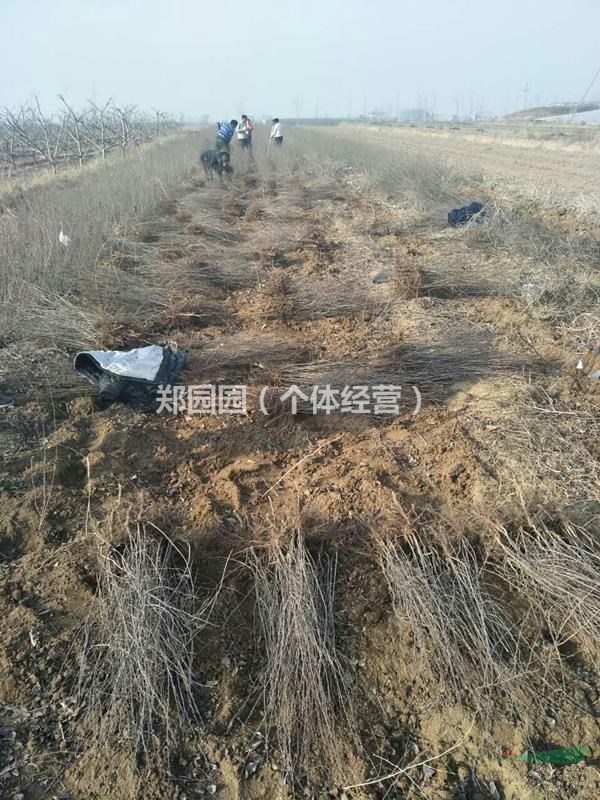 連翹苗圖片=藥用連翹苗連翹苗圖片=2年連翹苗圖片