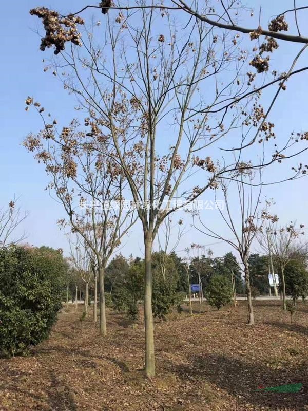 湖州供應(yīng)12一25公分精品欒樹