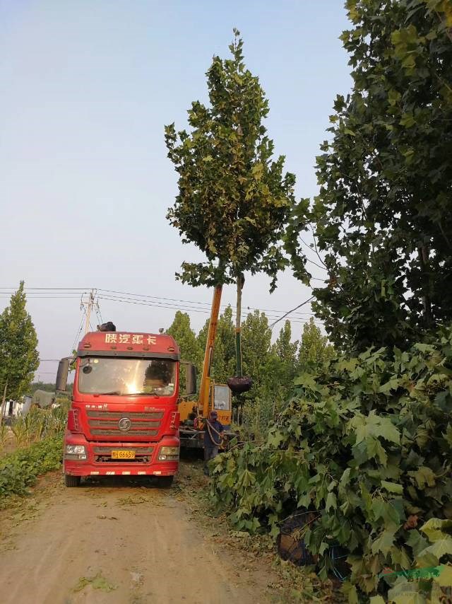 帶帽法桐