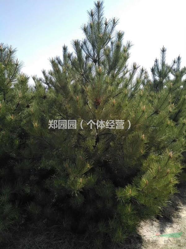 3米白皮松 占地3米白皮松 工程3米白皮松
