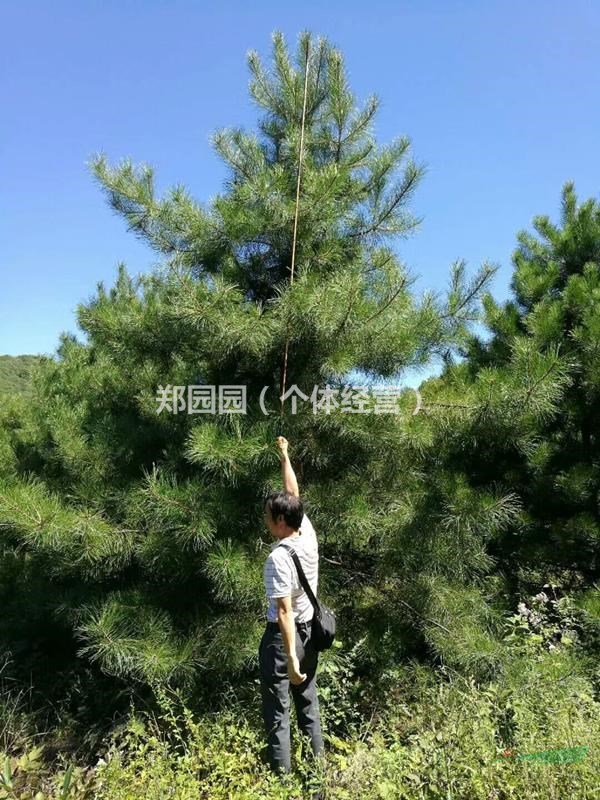 3米白皮松產(chǎn)地 3米白皮松多少錢一棵 哪里有3米白皮松