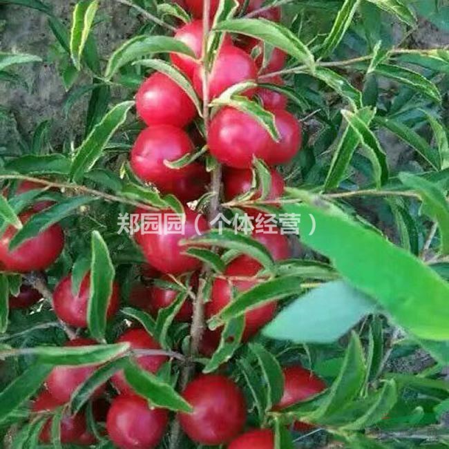 鈣果苗什么品種好  農(nóng)大鈣果苗7號(hào)8號(hào)9號(hào)什么品種好