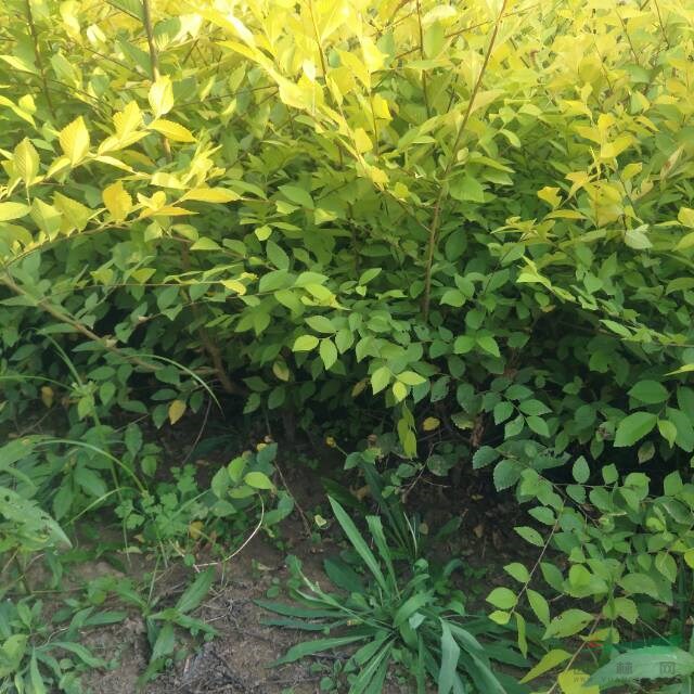 河北保定批發(fā)叢生金葉瑜