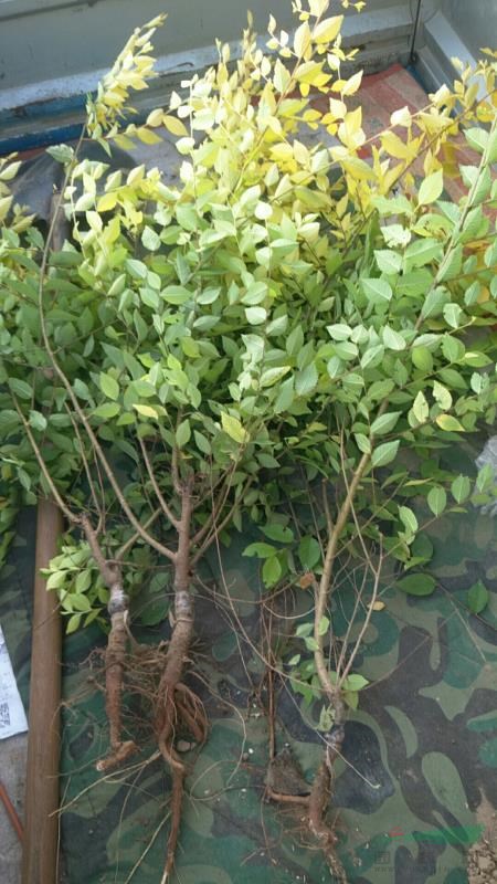 河北保定批發(fā)叢生金葉瑜