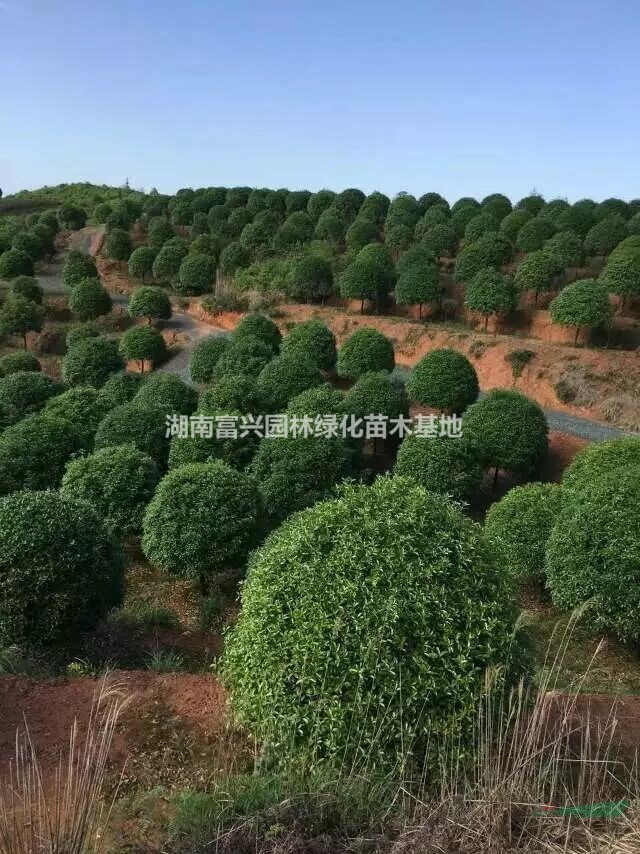 湖南高桿桂花價格，湖南20公分精品桂花價格，湖南自然樹形桂花