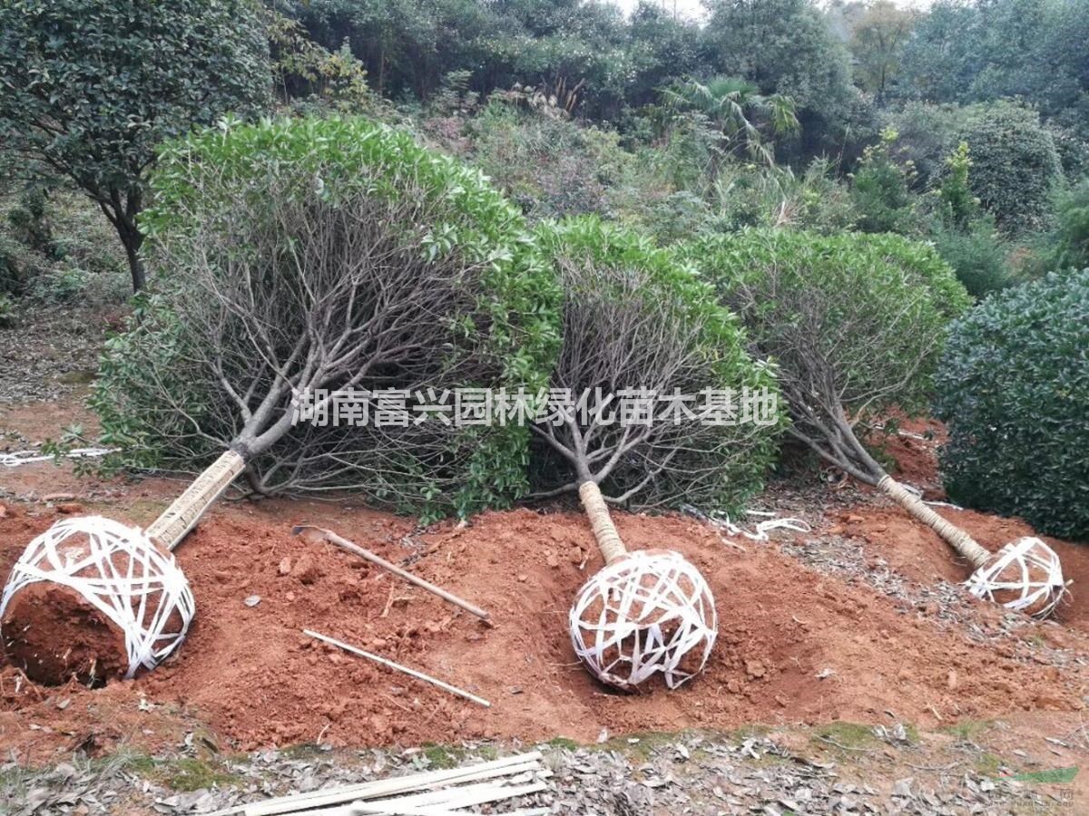 湖南高桿桂花價格，湖南20公分精品桂花價格，湖南自然樹形桂花