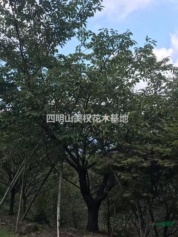 供應(yīng)6—25公分櫻花
