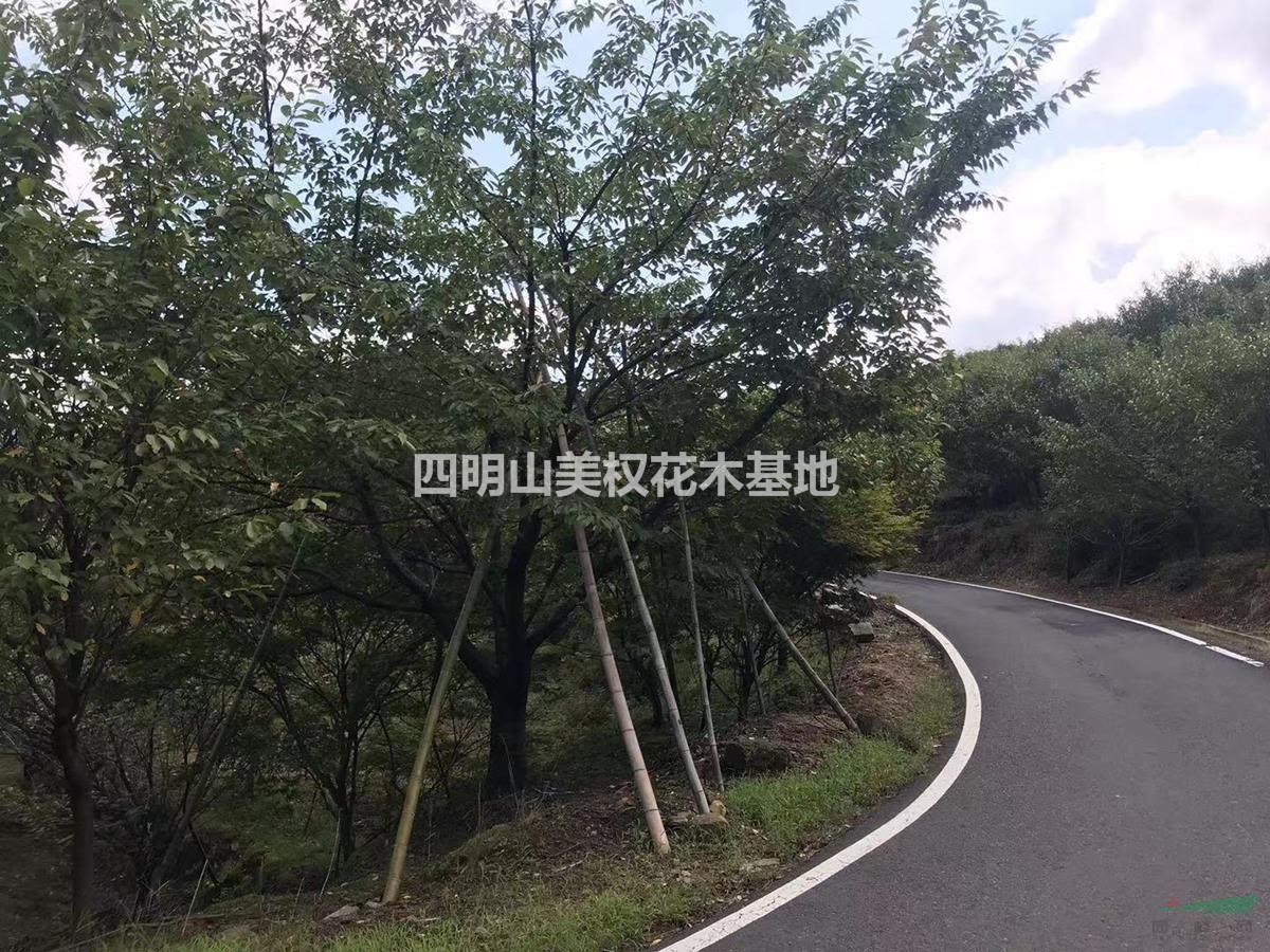 供應(yīng)6—25公分櫻花