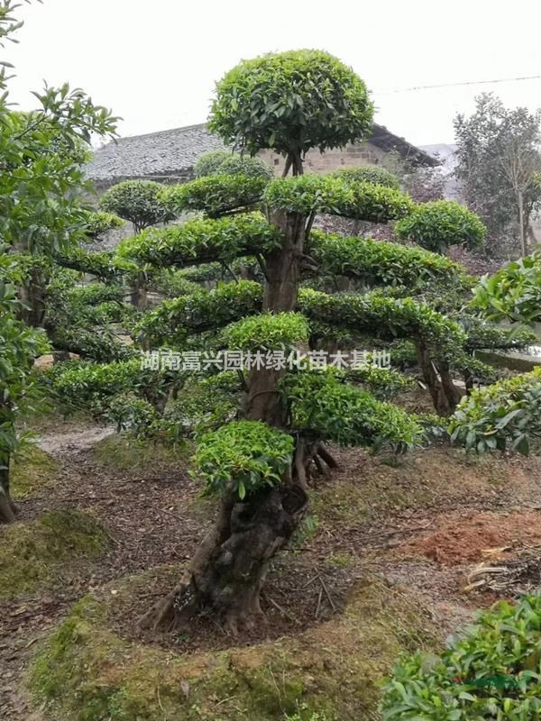 湖南20公分造型杜英價(jià)格，20公分全冠杜英報(bào)價(jià)，湖南精品杜英