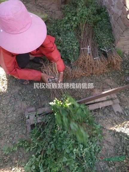 刺槐  刺槐基地   刺槐小苗  便宜刺槐