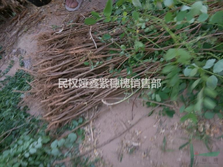 刺槐  刺槐基地   刺槐小苗  便宜刺槐