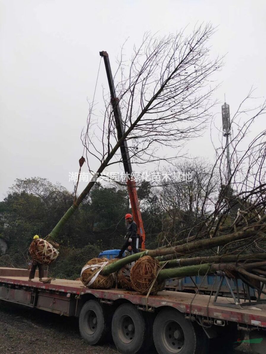 湖南烏桕報價，常德烏桕價格，湘潭烏桕直銷，安徽烏桕基地報價