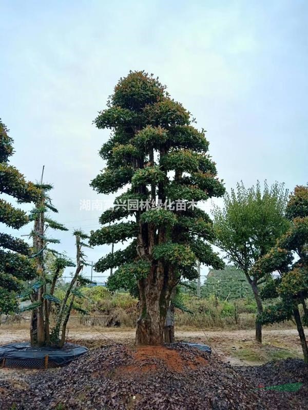 湖南造型欏木石楠基地，湖南造型欏木石楠哪里便宜，批發(fā)欏木石楠